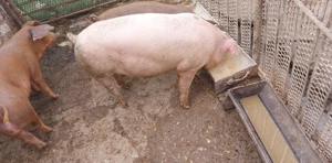 Vând porci - imagine 2 Vând porci - imagine 2