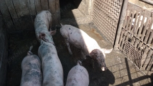 Vand purcei landrace - imagine 2