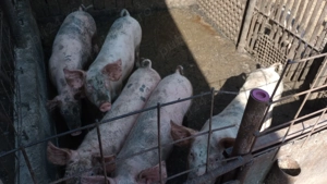 Vand purcei landrace