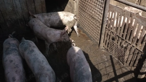 Vand purcei landrace - imagine 3