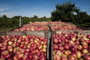 Vand borhot MERE si PERE