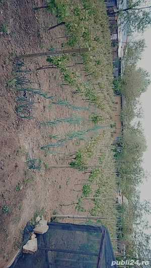 Adriana  andreea  - imagine 7