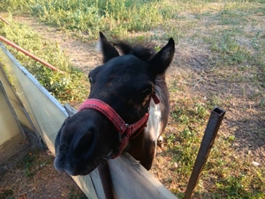 Vând poienita de 7 luni - imagine 3