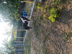 Vând poienita de 7 luni - imagine 2