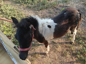 Vând poienita de 7 luni - imagine 4