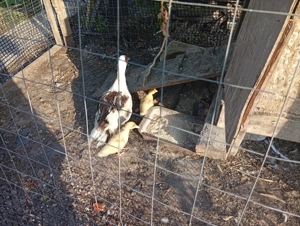 Vând boboci de rate mute.