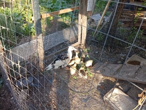 Vând boboci de rate mute. - imagine 2 Vând boboci de rate mute. - imagine 2