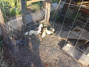 Vând rate mute - imagine 2 Vând rate mute - imagine 2