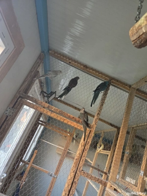 Cantatori de vanzare  - imagine 4