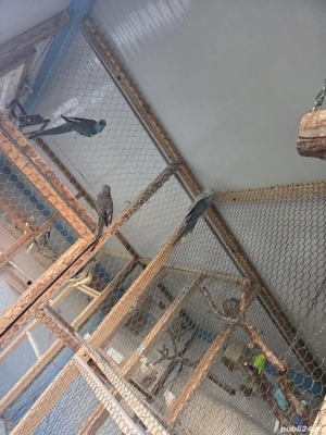 Cantatori de vanzare  - imagine 5