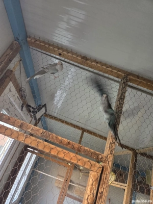 Cantatori de vanzare  - imagine 3