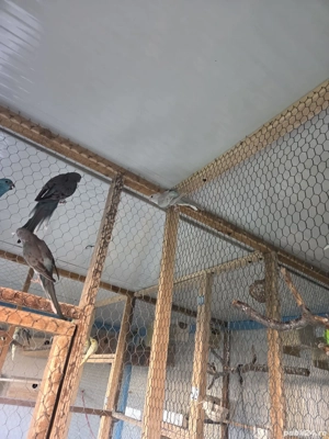 Cantatori de vanzare  - imagine 2