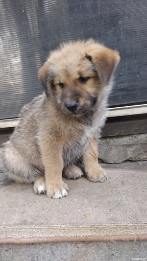 catel Akita Inu cu Golden Retriever 