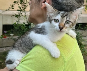 Pisicuta metis British Shorthait pui, gratuit