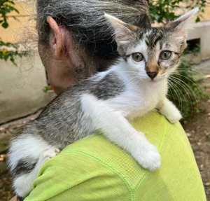 Pisicuta metis British Shorthait pui, gratuit - imagine 4