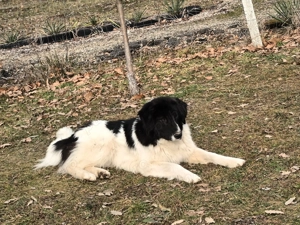 Cățelușe ciobănești 3 luni! - imagine 5 Cățelușe ciobănești 3 luni! - imagine 5