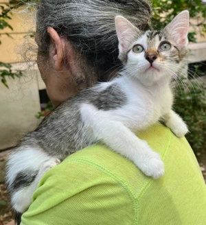 Pisicuta metis British Shorthait pui, gratuit - imagine 2