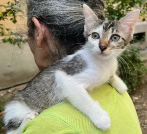 Pisicuta metis British Shorthait pui, gratuit - imagine 3