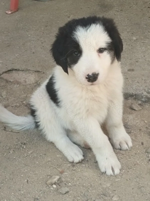 Cățelușe ciobănești 3 luni!