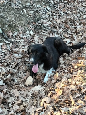 Cățelușe ciobănești 3 luni! - imagine 3 Cățelușe ciobănești 3 luni! - imagine 3