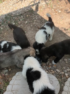 Cățelușe ciobănești 3 luni! - imagine 2 Cățelușe ciobănești 3 luni! - imagine 2