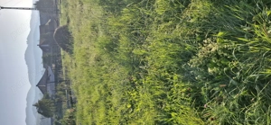 Vând Teren aprox 6 ari str Terasei zonă  frumoasă  - imagine 2 Vând Teren aprox 6 ari str Terasei zonă  frumoasă  - imagine 2