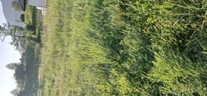 Vând Teren aprox 6 ari str Terasei zonă  frumoasă  - imagine 3 Vând Teren aprox 6 ari str Terasei zonă  frumoasă  - imagine 3