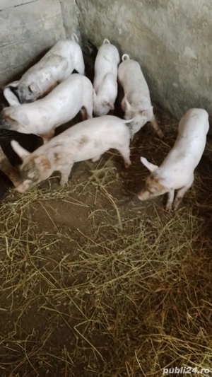 purcei landras și pietrain  - imagine 4