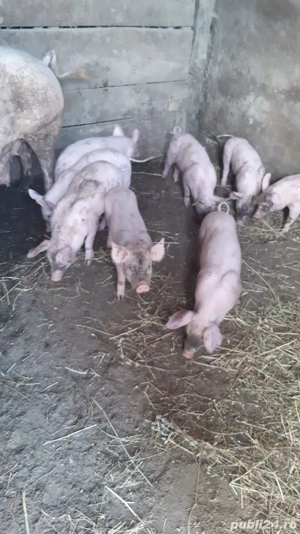 purcei landras și pietrain  - imagine 3