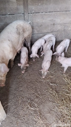 purcei landras și pietrain  - imagine 5