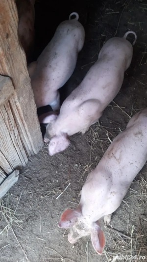 purcei landras și pietrain  - imagine 2