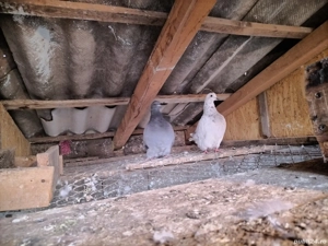 Vând porumbei mondai francezi  - imagine 3