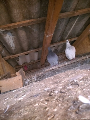 Vând porumbei mondai francezi  - imagine 4