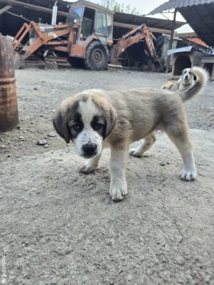 vand catel ciobănesc de asia centrala