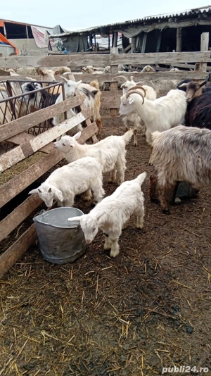 Vand oi gestante - imagine 2