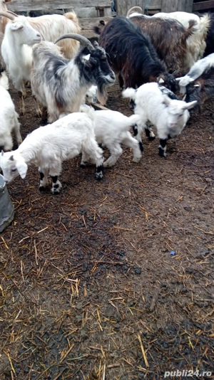 Vand oi gestante - imagine 3