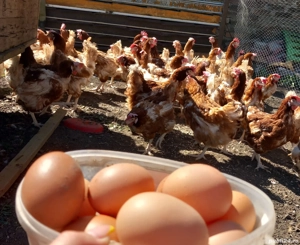 vand găini ouătoare tinere și grase  - imagine 3 vand găini ouătoare tinere și grase  - imagine 3