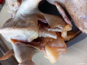 vand găini ouătoare tinere și grase  - imagine 2 vand găini ouătoare tinere și grase  - imagine 2