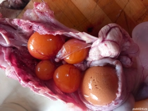 vand găini ouătoare tinere și grase  - imagine 4 vand găini ouătoare tinere și grase  - imagine 4