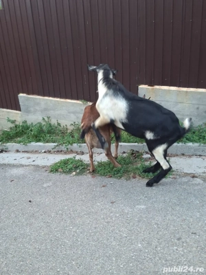 Vand tap alpin francez