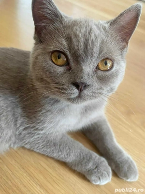 British shorthair