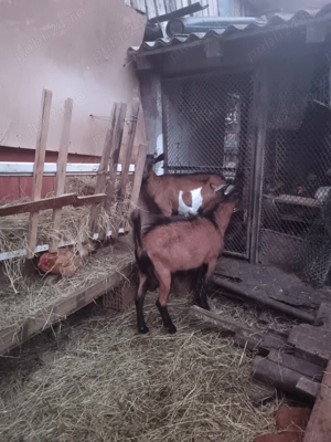 Capre alpin francez - imagine 3 Capre alpin francez - imagine 3