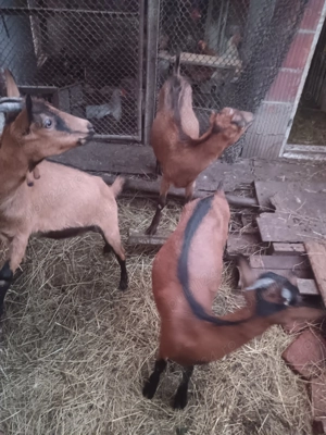 Capre alpin francez - imagine 5 Capre alpin francez - imagine 5