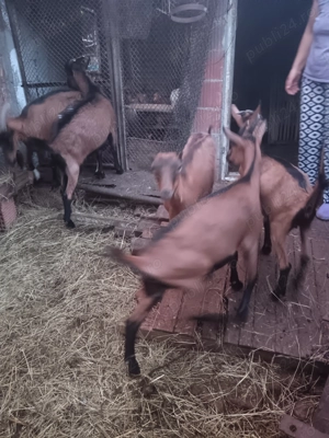 Capre alpin francez - imagine 4 Capre alpin francez - imagine 4