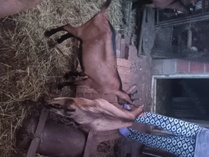 Capre alpin francez - imagine 2 Capre alpin francez - imagine 2