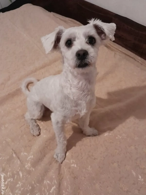 Caine bichon maltez -baiat