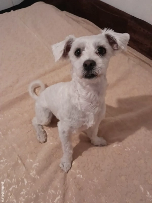 Caine bichon maltez -baiat - imagine 2 Caine bichon maltez -baiat - imagine 2