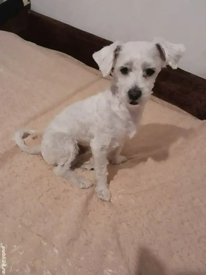 Caine bichon maltez -baiat - imagine 3 Caine bichon maltez -baiat - imagine 3