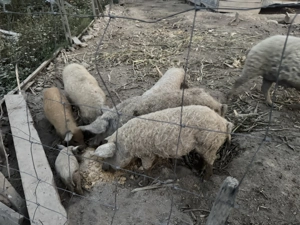 Vand purcei mangalita