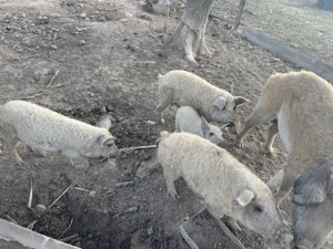 Vand purcei mangalita - imagine 2 Vand purcei mangalita - imagine 2